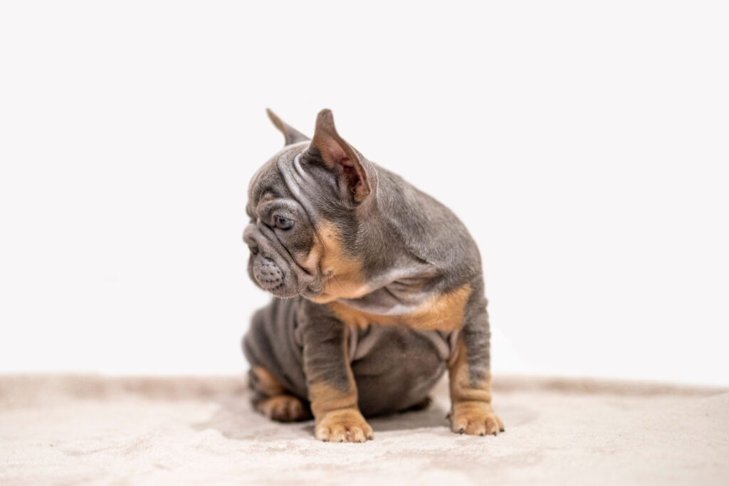 Big Rope French Bulldog side view