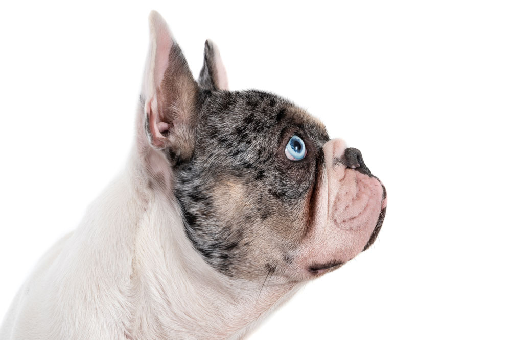 big rope french bulldog side profile on white background blue eyes