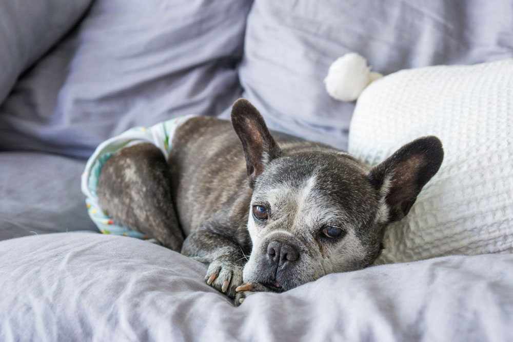 old french bulldog lying on lounge wearing diaper looking tired