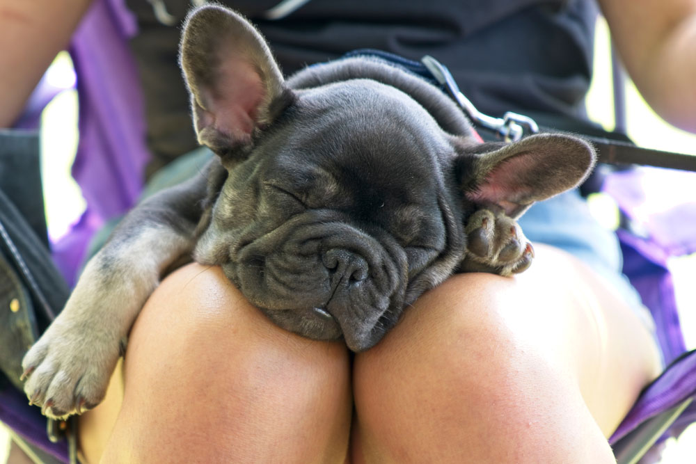 big rope french bulldog puppy on new owners lap sleeping