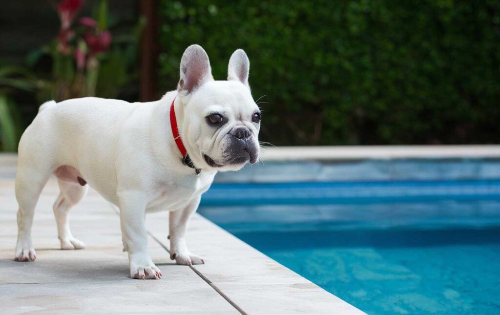 white french bulldog wearing a red collar standing on white tiles beside a pool