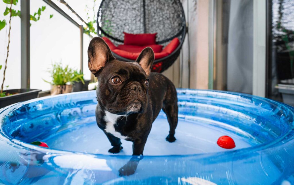 black and white frenhc bulldog standing in a wading pool with a red ball floating nearby on the water