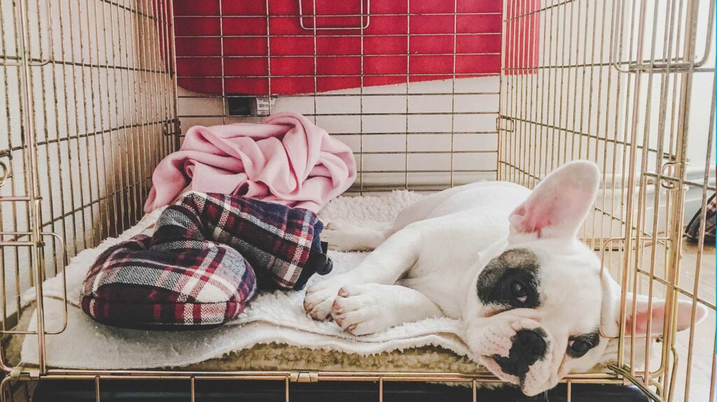 white and black french bulldog is crate resting, lying down