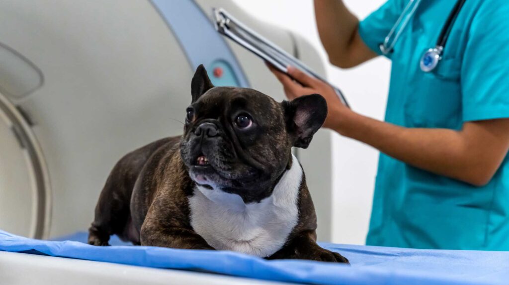 french bulldog lying down on MRI machine with doctor in scrubs in the background holding a clipboard