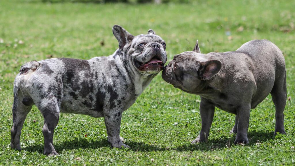 2 motled grey fur french bulldogs on the grass one is sniffing the others neck