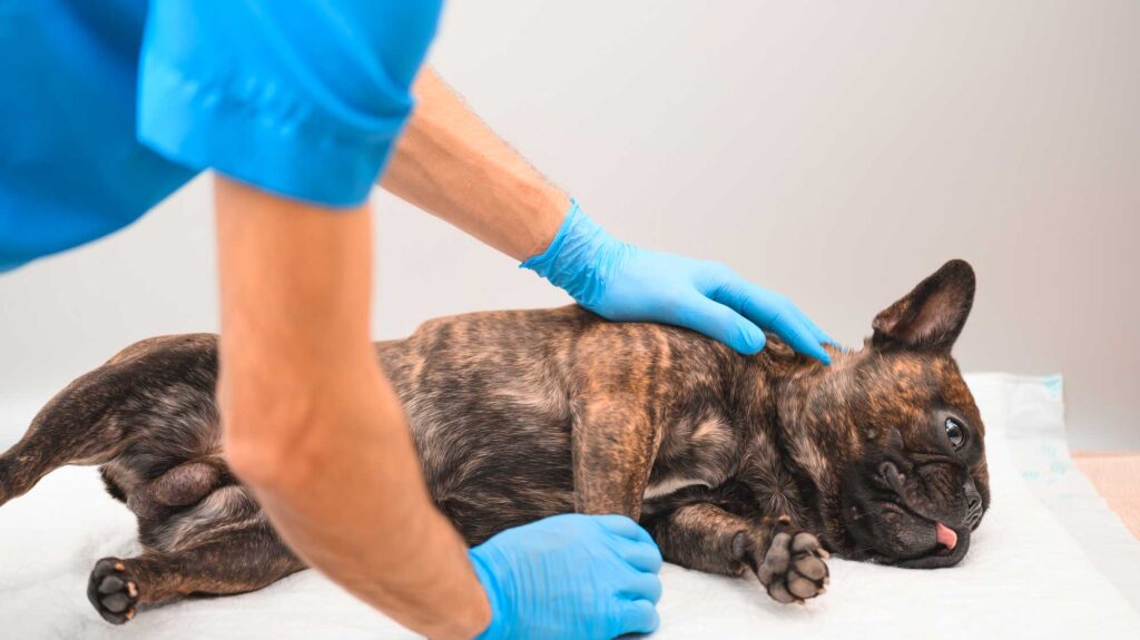 brindle french bulldog lying down on disposable sheet at vets getting checked over