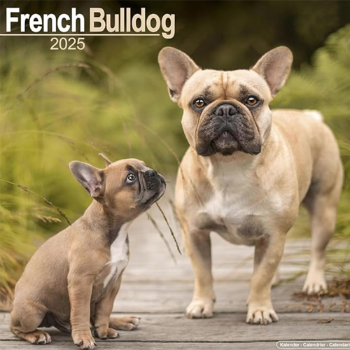 french bulldog calendar cover with 2 french bulldogs on it