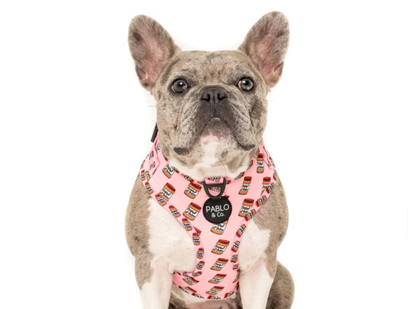 best french bulldog harness with peanut butter jar cute design. French bulldog wears the harness