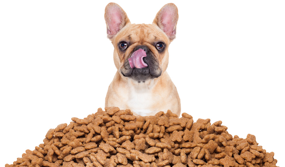 french bulldog sitting in front of large mound of dry dog food - best dry dog food for french bulldogs