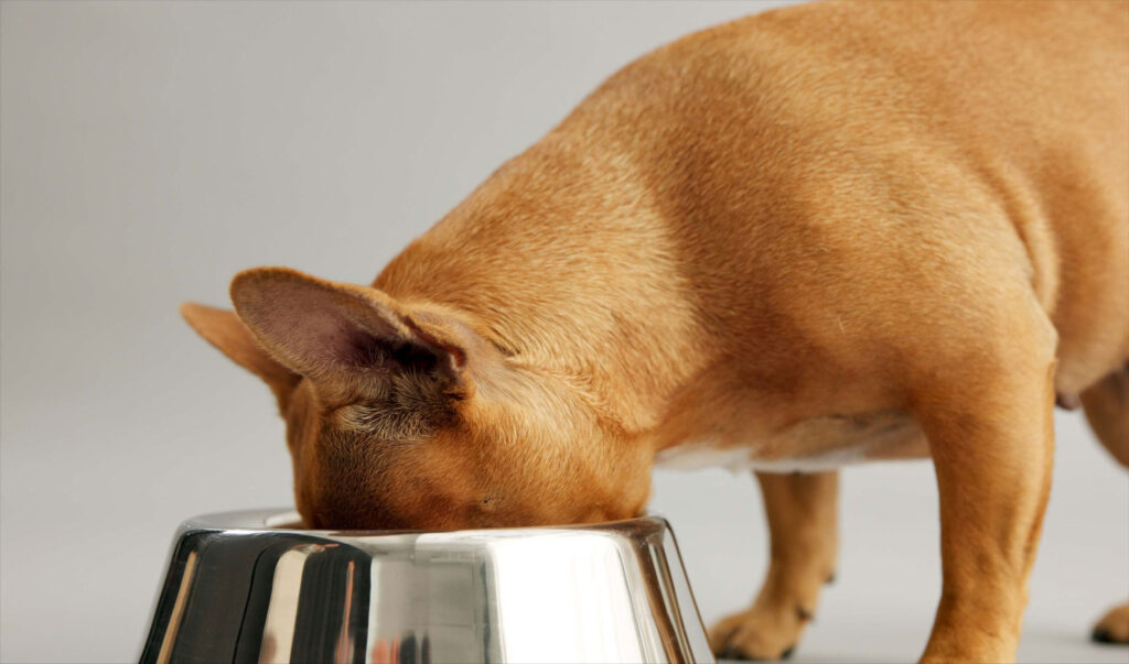 brown french bulldog with head in stainless steel bowl eating food