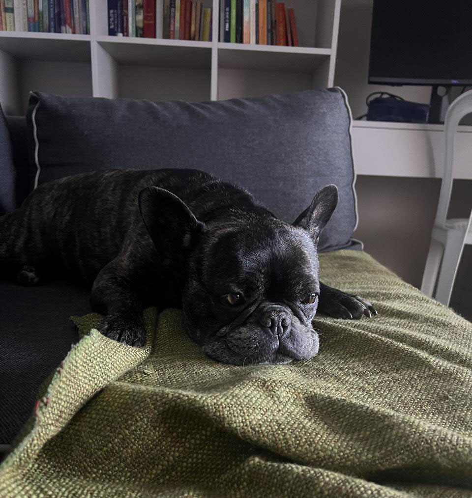 black french bulldog names buddy lying on a green blanket on a couch