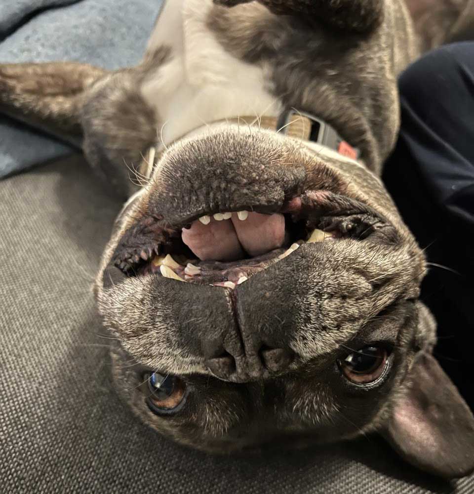 buddy the french bulldog happy