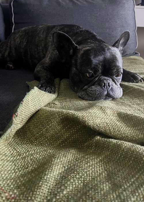 buddy the french bulldog on green rug