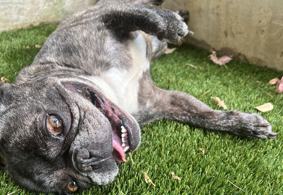 buddy the french bulldog on his side on the grass panting