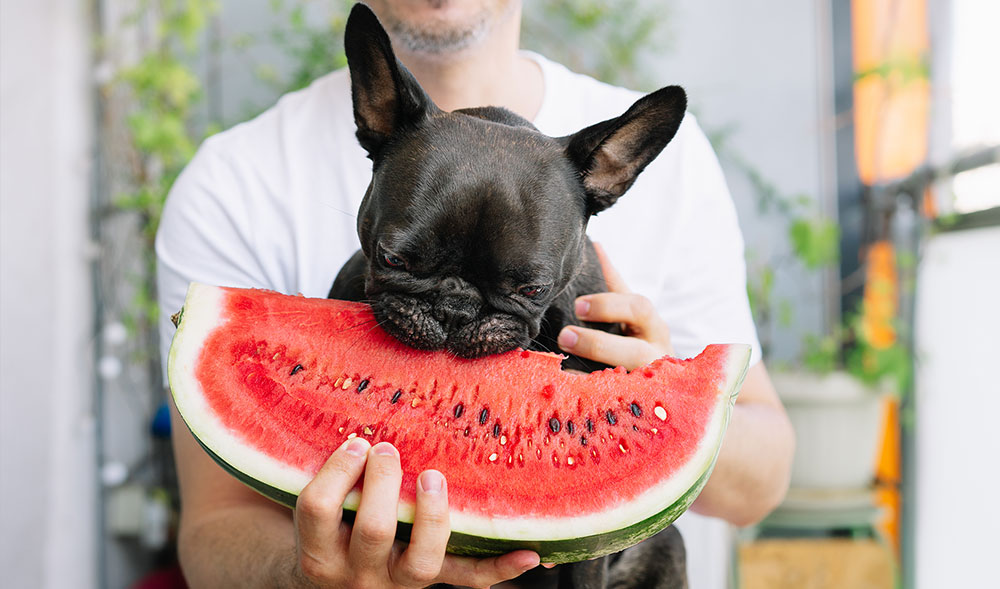 black french bulldog eating a large watermelon chunk - can french bulldogs eat watermelon