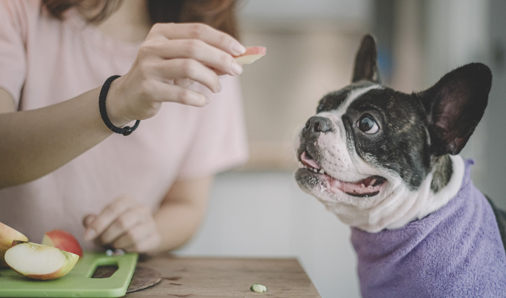 black and whitw french bulldog with purple bib on with owner hand feeding. it apple