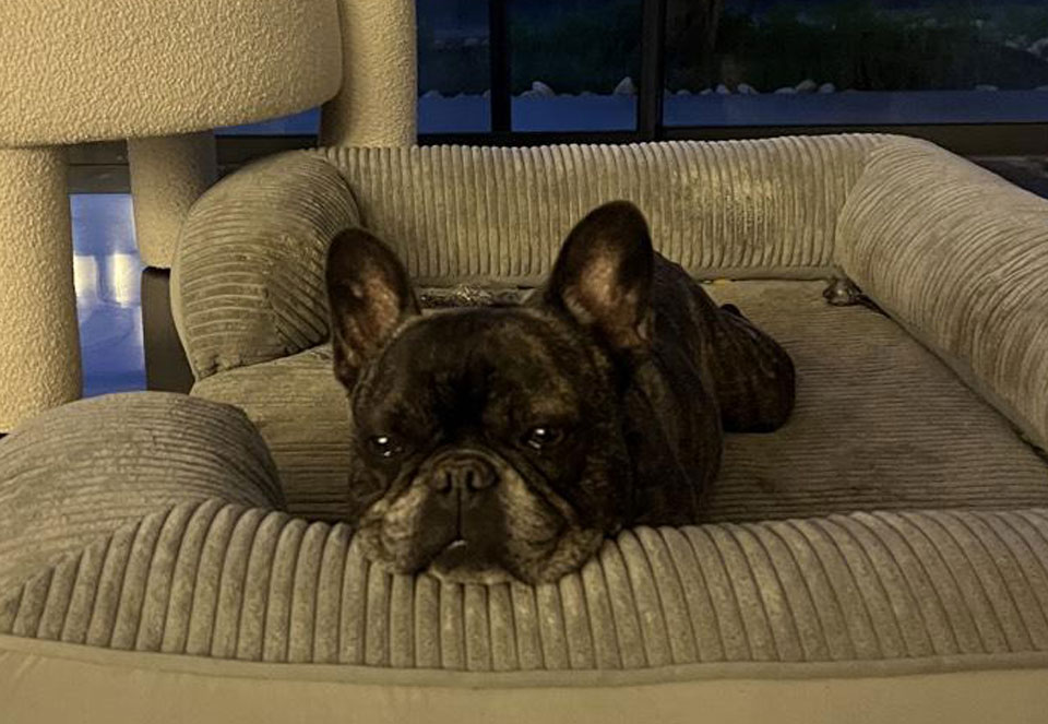 buddy the french bulldog sitting on his bed