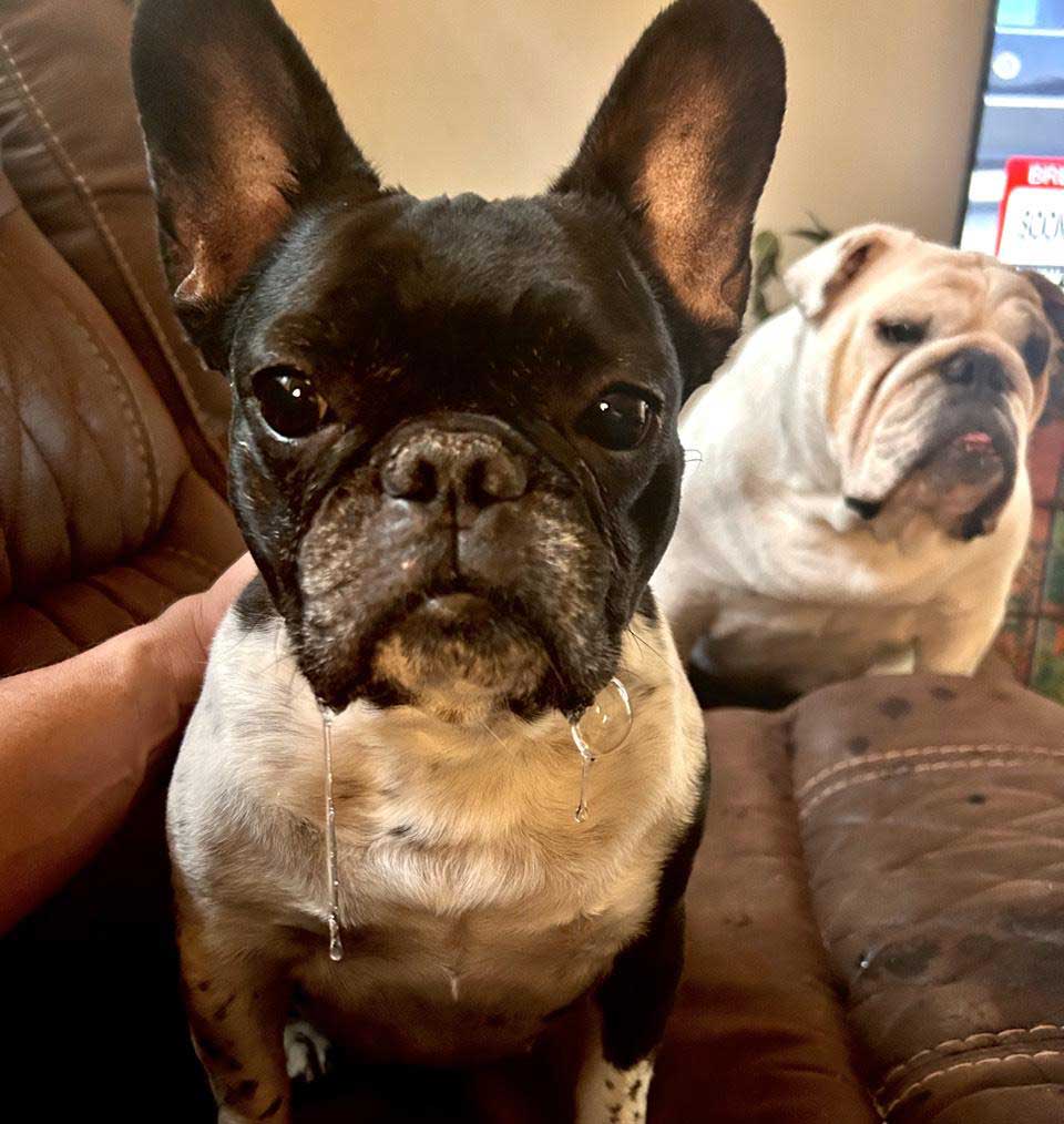 penny the french bulldog drooling sitting on couch in front of bulldog