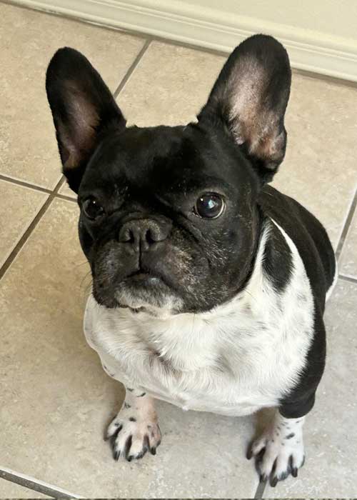 penny the french bulldog sitting on kitchen tiles