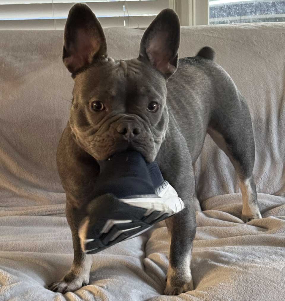 blue french bulldog holding cap in mouth