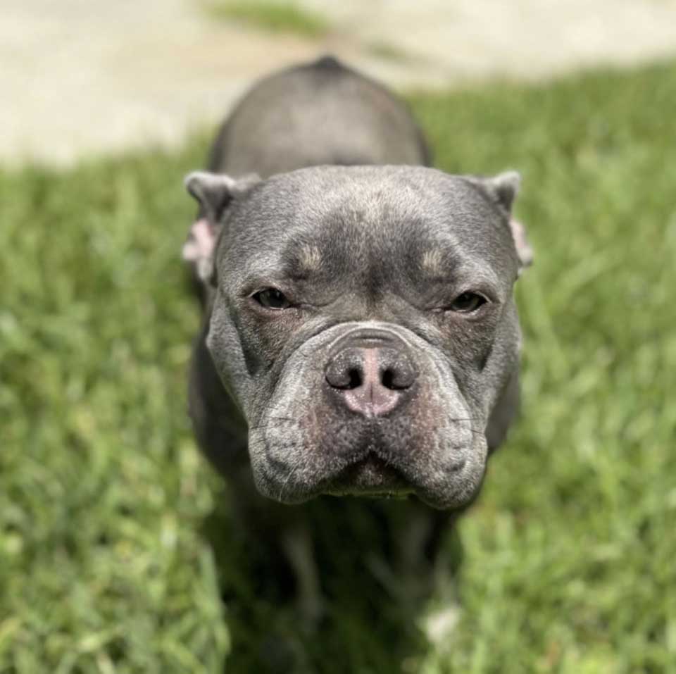 cute frenchie full face in camera with ears back standing on grass