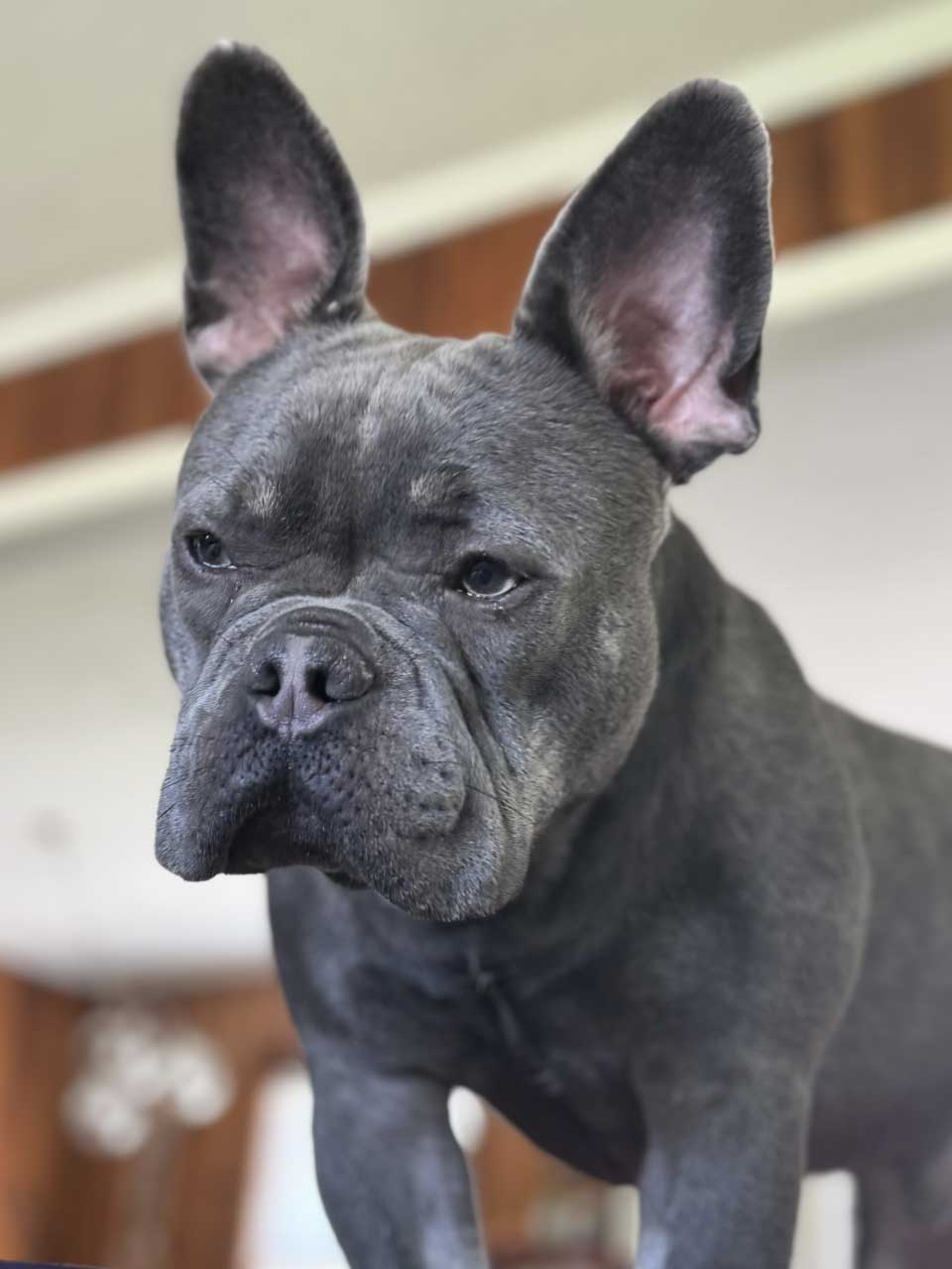 grey french bulldog standing