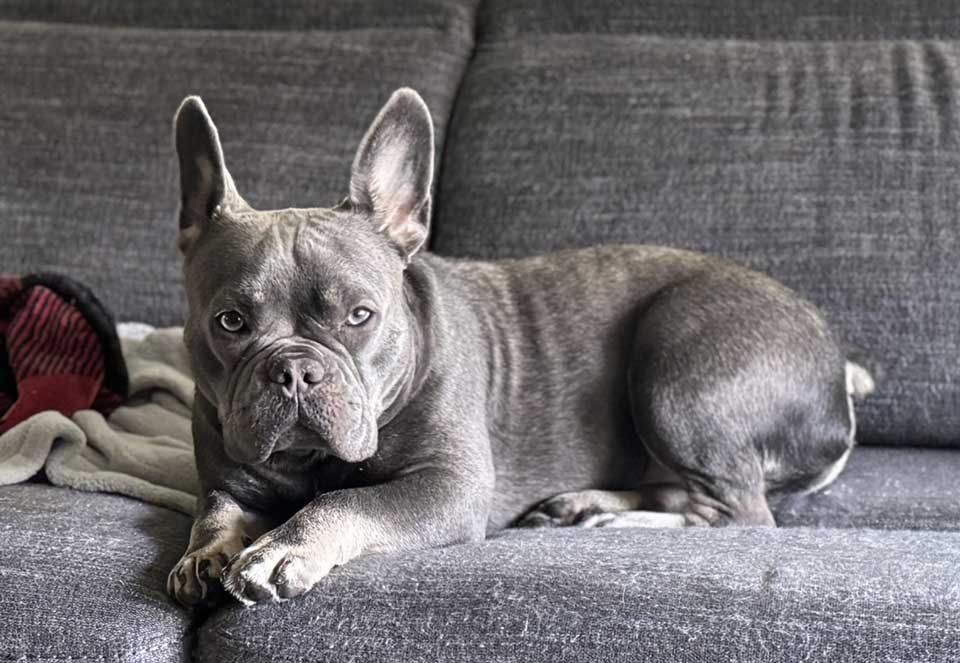 grey frenchie sitting on couch