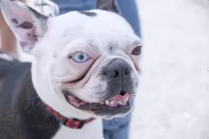 White and black French bulldog with one blue eye showing as a Brachycephalic dog breed which leads to allergies in french bulldogs