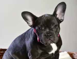 black french bulldog with large ears -as a cause for allergies in french bulldogs