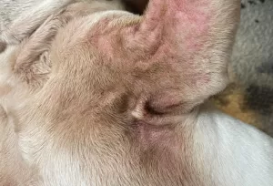 close up of french bulldog skin - sore and red looking with loss of hair - a sign of allergies in french bulldogs