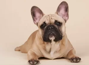 brown french bulldog - french bulldog allergies