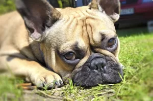 french bulldog on grass showing skin folds on face - as a cause of allergies in french bulldogs