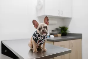 Vet bills