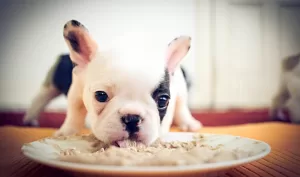 best food for french bulldogs frenchie eaiting from a plate