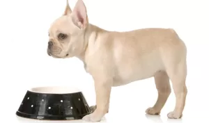frenchie puppy food french bulldog standing at ceramic food bowl