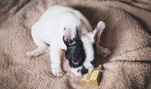 french bulldog puppy food vet recommended