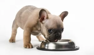 frenchie puppy food eating out of a silver bowl