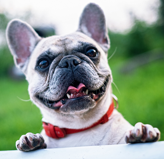 happy frenchie red collar